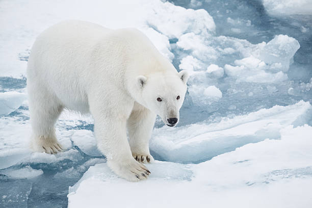 urso polar em massa de gelo flutuante - pack ice imagens e fotografias de stock