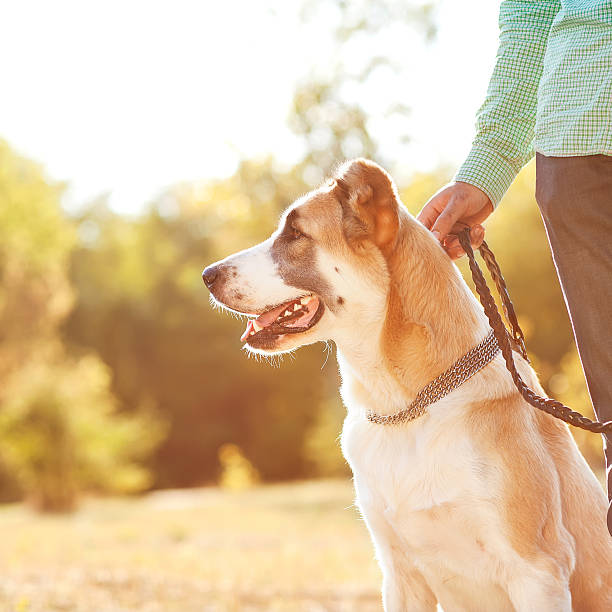 istock Man and central Asian shepherd walk in the park. 450124533