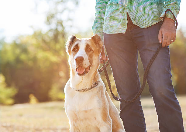 istock Man and central Asian shepherd walk in the park. 450124567