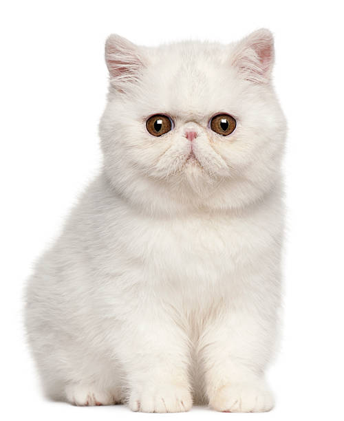 istock Exotic Shorthair kitten, 4 months old 450129135