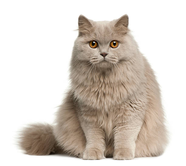 istock British longhair cat, 8 months old 450129165