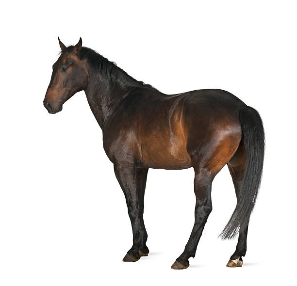 istock Luxemburger Warmblood, 5 years old, horse 450129693