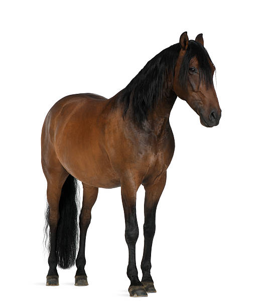 istock Crossbreed horse against white background 450129779