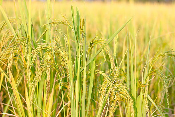 Rice grain Rice production in Thailand is rice exporter in the world. Thailand's rice is the staple food exporters stock pictures, royalty-free photos & images