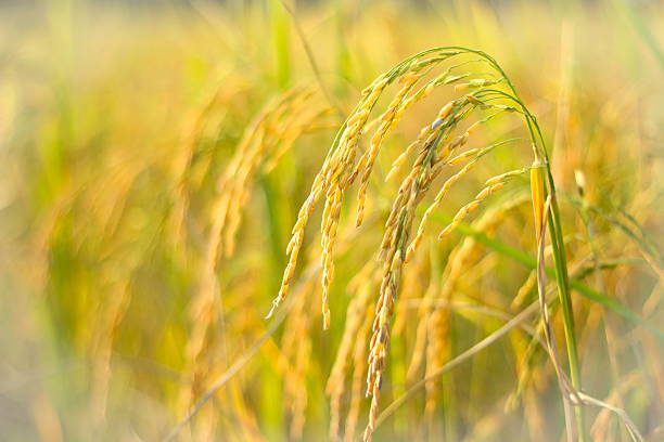 Rice grain Rice production in Thailand is rice exporter in the world. Thailand's rice is the staple food exporters stock pictures, royalty-free photos & images