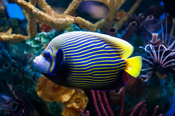 istock Imperial Anglefish Closeup in Saltwater Aquarium 450132495