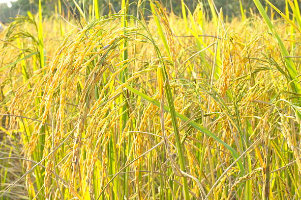 Rice grain Rice production in Thailand is rice exporter in the world. Thailand's rice is the staple food exporters stock pictures, royalty-free photos & images