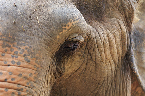 istock Eye of an elephant (Elephas maximus) 450134873
