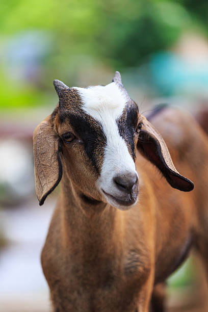 istock portrait of goat 450137625