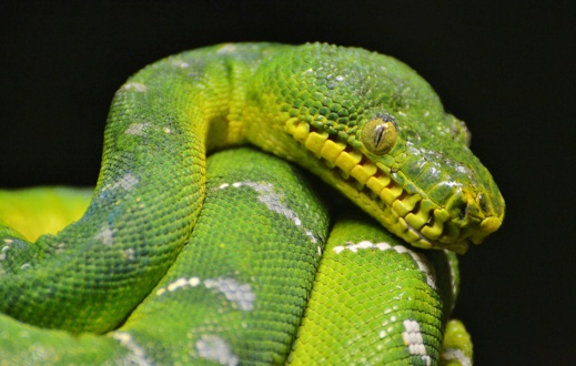 Morelia viridis, the green tree python, is found in Australia and the South Pacific