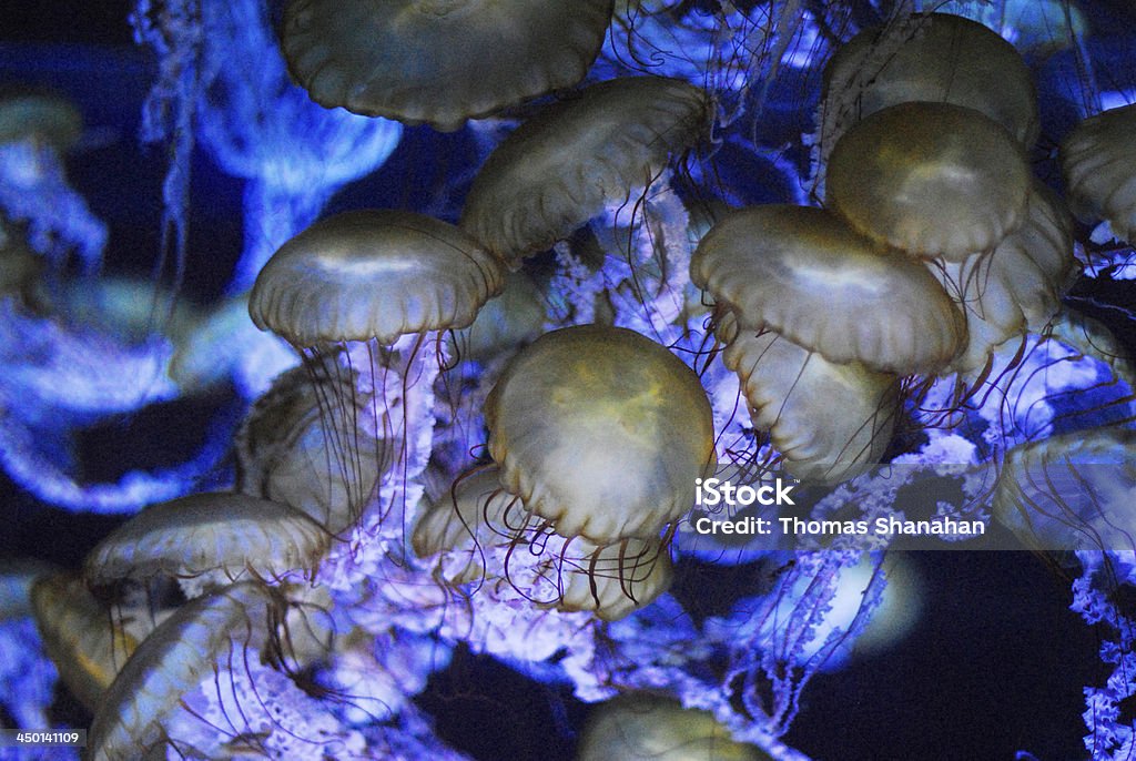 Bam-o-Jellyfish - Lizenzfrei Qualle Stock-Foto