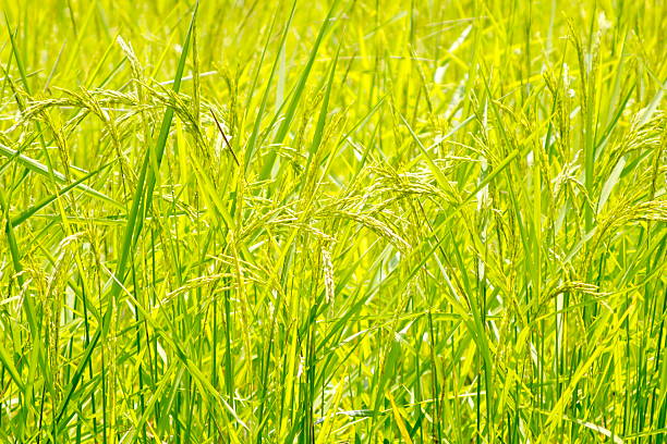 Rice grain Rice production in Thailand is rice exporter in the world. Thailand's rice is the staple food exporters stock pictures, royalty-free photos & images