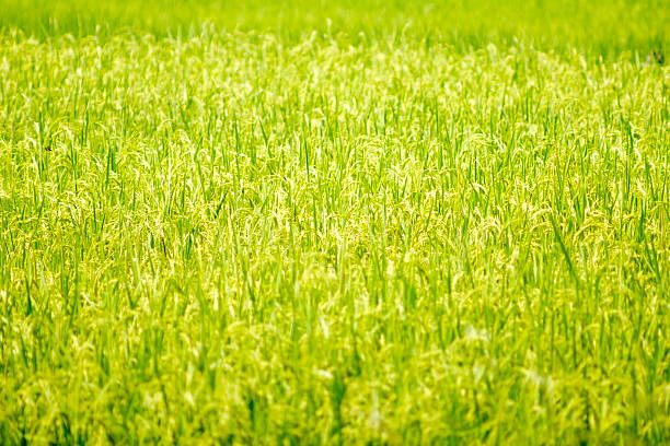 Rice grain Rice production in Thailand is rice exporter in the world. Thailand's rice is the staple food exporters stock pictures, royalty-free photos & images