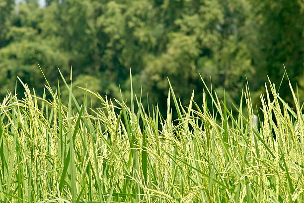 Rice grain Rice production in Thailand is rice exporter in the world. Thailand's rice is the staple food exporters stock pictures, royalty-free photos & images