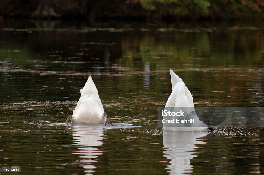 Nascondendo da una brutta giornata - Foto stock royalty-free di Acqua