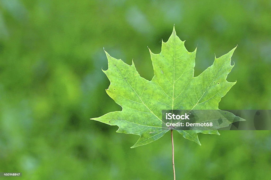 Canadian Vert feuille d'érable - Photo de Arbre libre de droits