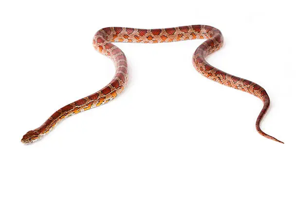 snake.elaphe guttata.young boa constrictor on a white background.