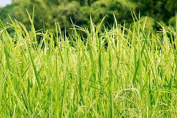 Rice grain Rice production in Thailand is rice exporter in the world. Thailand's rice is the staple food exporters stock pictures, royalty-free photos & images