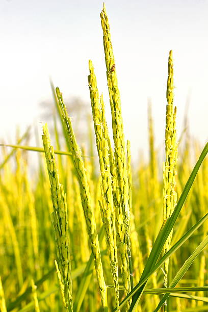 Rice grain Rice production in Thailand is rice exporter in the world. Thailand's rice is the staple food exporters stock pictures, royalty-free photos & images