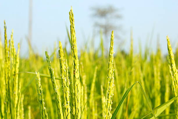 Rice grain Rice production in Thailand is rice exporter in the world. Thailand's rice is the staple food exporters stock pictures, royalty-free photos & images