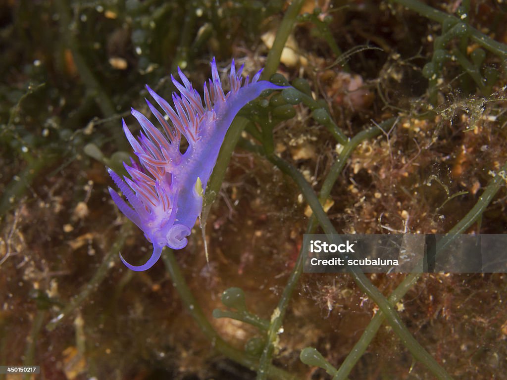 Babosa mar púrpura, Violette Fadenschnecke (Flabellina affinis) - Foto de stock de Aire libre libre de derechos