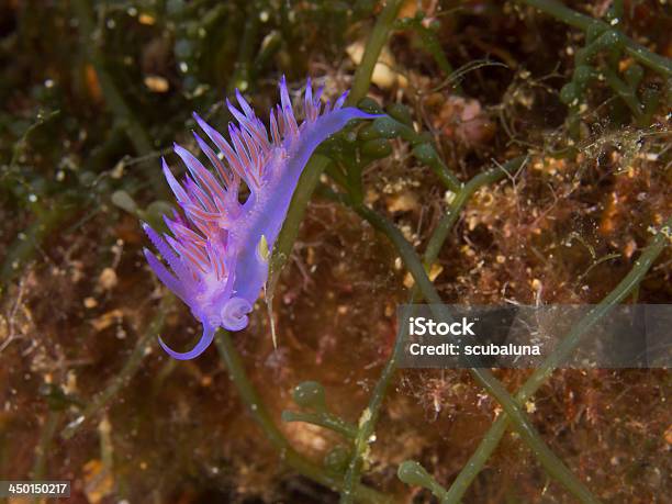Babosa Mar Púrpura Violette Fadenschnecke Foto de stock y más banco de imágenes de Aire libre