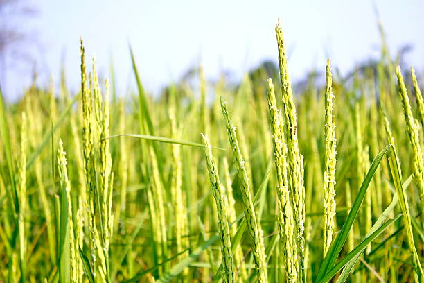 Rice grain Rice production in Thailand is rice exporter in the world. Thailand's rice is the staple food exporters stock pictures, royalty-free photos & images