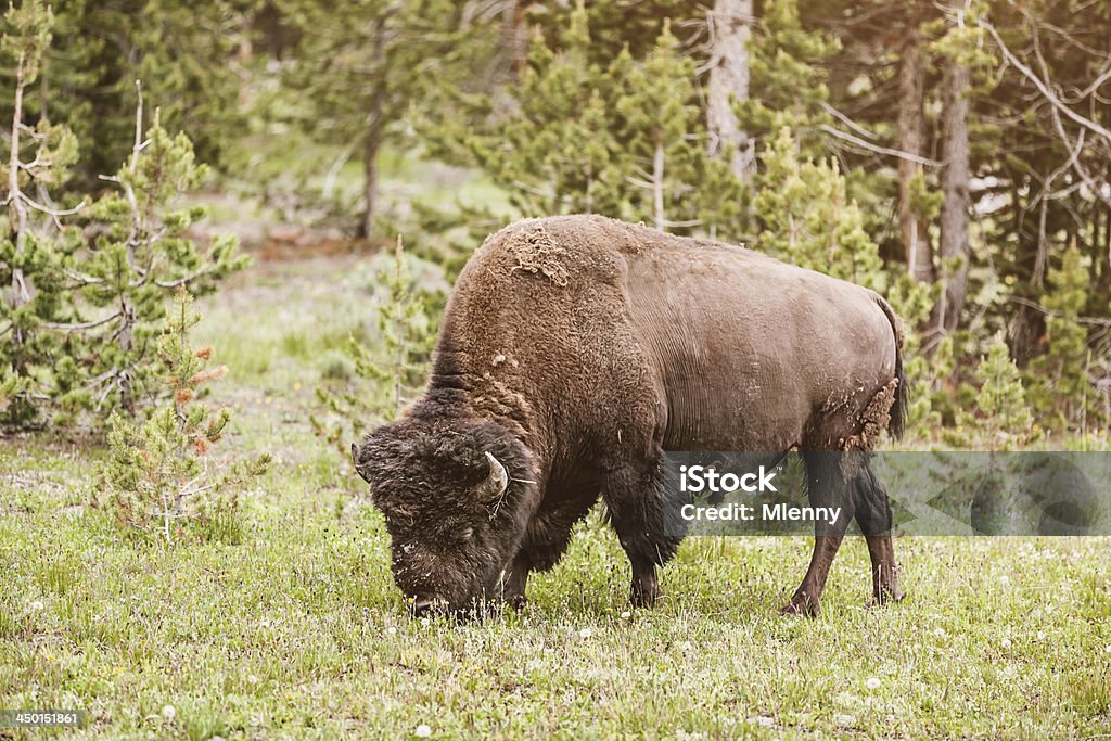 Buffalo dans le parc National de Yellowstone - Photo de Amérique du Nord libre de droits
