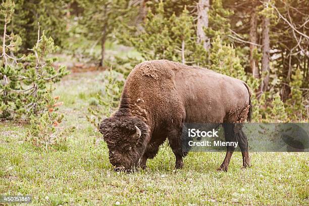 Photo libre de droit de Buffalo Dans Le Parc National De Yellowstone banque d'images et plus d'images libres de droit de Amérique du Nord - Amérique du Nord, Animaux à l'état sauvage, Bison nord-américain