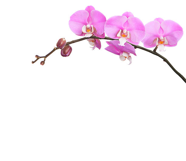 istock pink and white  orchid 450152515
