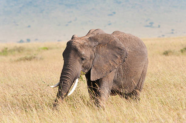 istock elephant grazing in the savannah 450156755