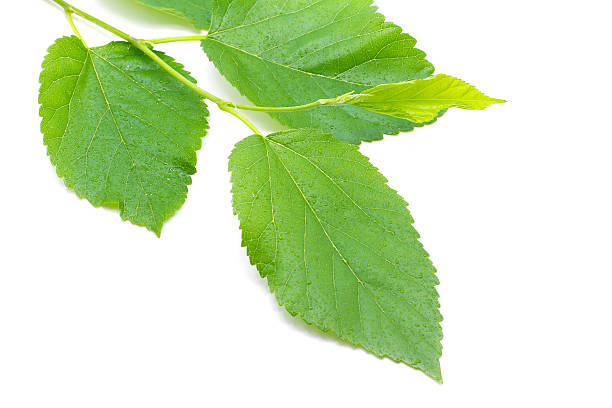 istock mulberry leaves isolated on white background 450156775