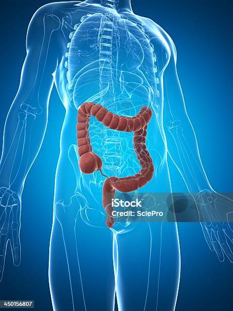 Мужской Кишки — стоковые фотографии и другие картинки Анатомия - Анатомия, Аппендикс, Без людей