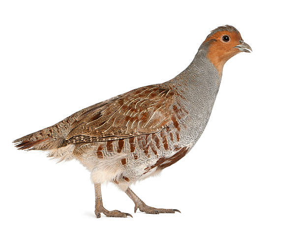 Grey Partridge, Perdix, also known as the English Grey Partridge, Perdix perdix, also known as the English Partridge, Hungarian Partridge, or Hun, a game bird in the pheasant family, standing in front of white background grey partridge perdix perdix stock pictures, royalty-free photos & images