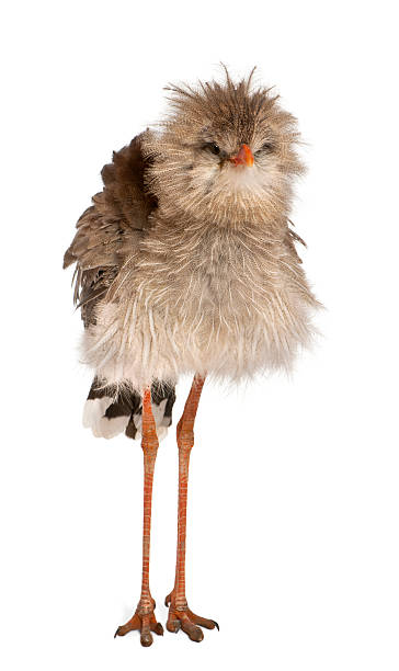 istock Portrait of Red-legged Seriema or Crested Cariama 450156975