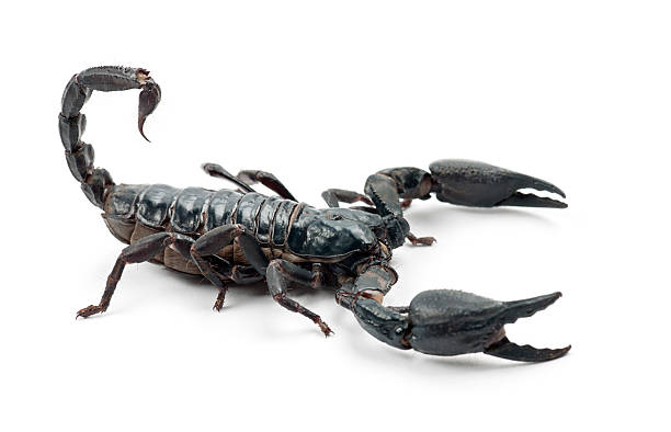 istock Emperor Scorpion, Pandinus imperator, against white background 450156985