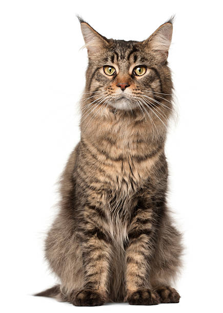 istock Maine Coon cat, 2 years old 450157059