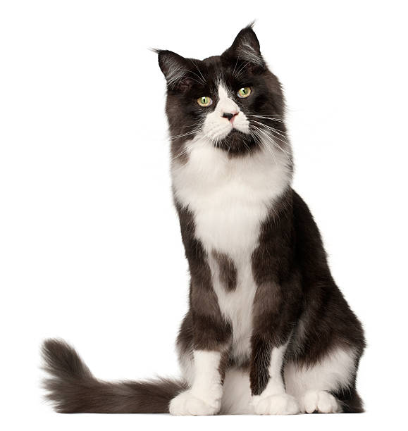 istock Maine Coon cat, 15 months old 450157087