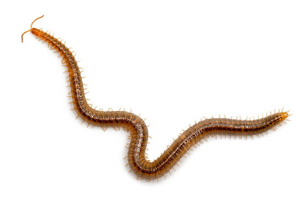 istock Centipede in front of white background 450157107