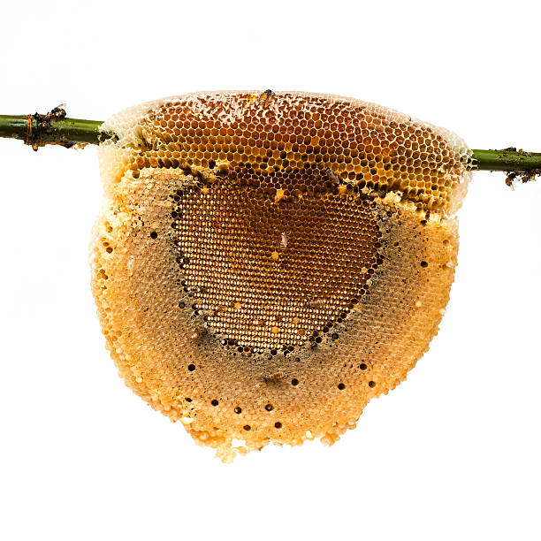 istock honeycomb with honey and bee on bamboo branch 450157151