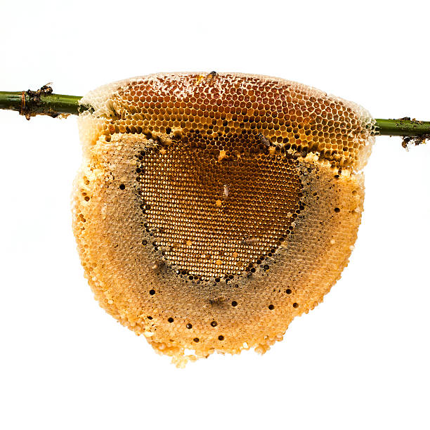 с узором «соты» с медом, пчелы на бамбуковом branch - bee swarm of insects beehive tree стоковые фото и изображения