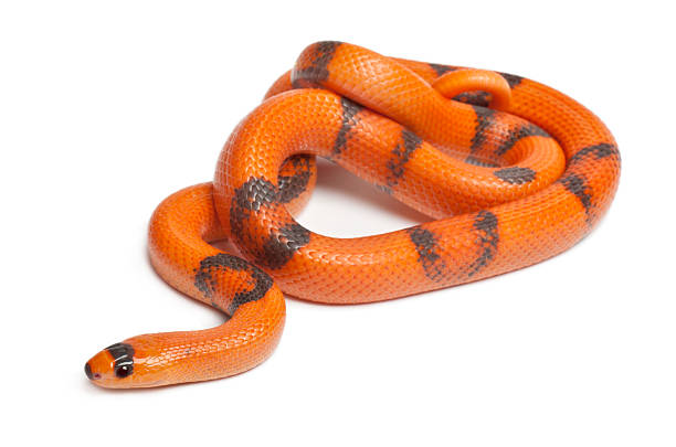 tricolor reverse lempira serpente del latte, lampropeltis triangulum hondurensis - snake white curled up animal foto e immagini stock