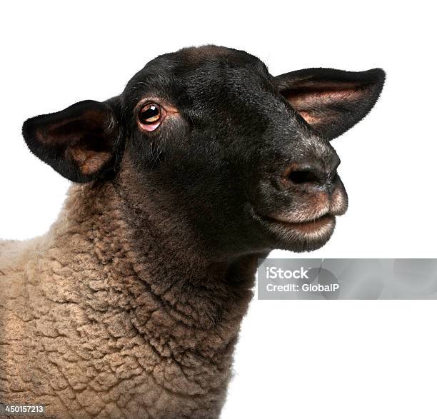 Female Suffolk Sheep Ovis Aries 2 Years Old Stock Photo - Download Image Now - Sheep, Animal Head, White Background