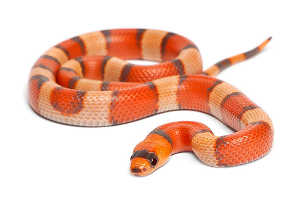 istock Tricolor hypomelanistic Honduran milk snake 450157237