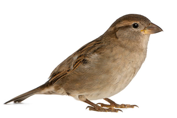 istock female House Sparrow - Passer domesticus (5 months old) 450157319