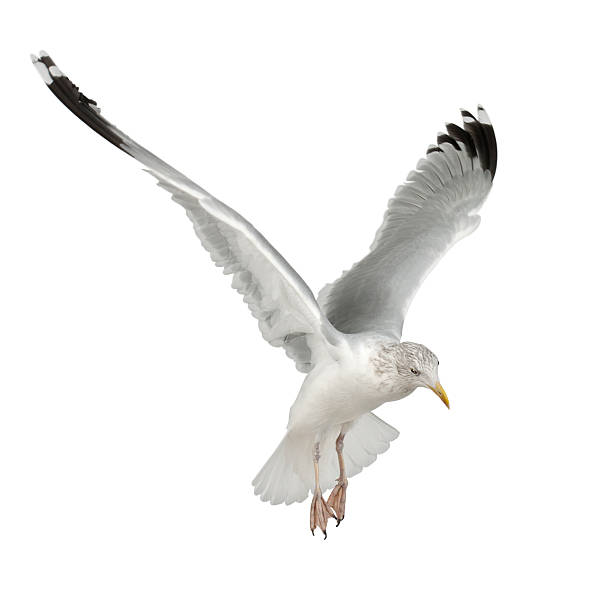 istock European Herring Gull, Larus argentatus, 4 years old 450158245