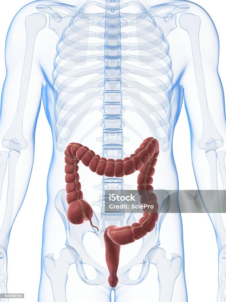 Homme colon - Photo de Abdomen libre de droits