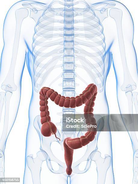 Cólon Masculino - Fotografias de stock e mais imagens de Abdómen - Abdómen, Abdómen Humano, Anatomia