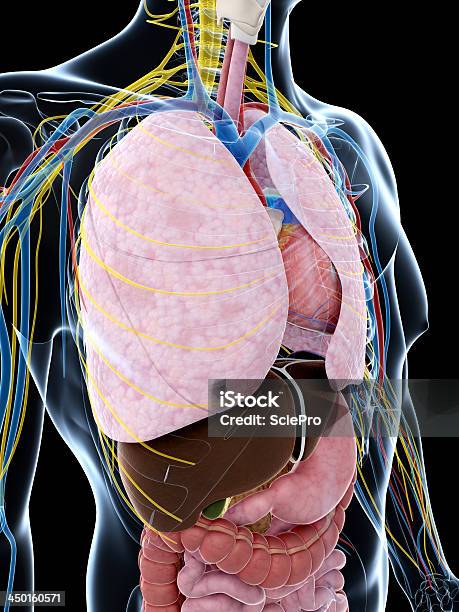 Foto de Anatomia Humanos e mais fotos de stock de Abdome - Abdome, Anatomia, Biologia