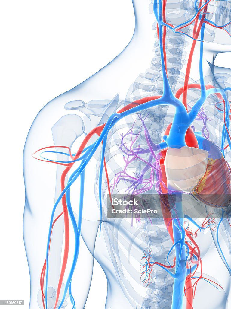 Système vasculaire - Photo de Anatomie libre de droits